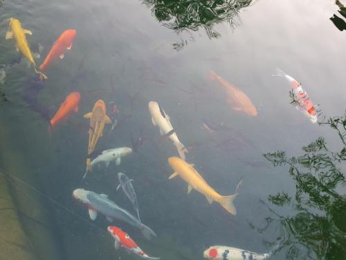 3 Koi im Aussenteich