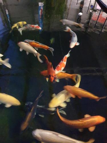 6 Koi im Innenteich