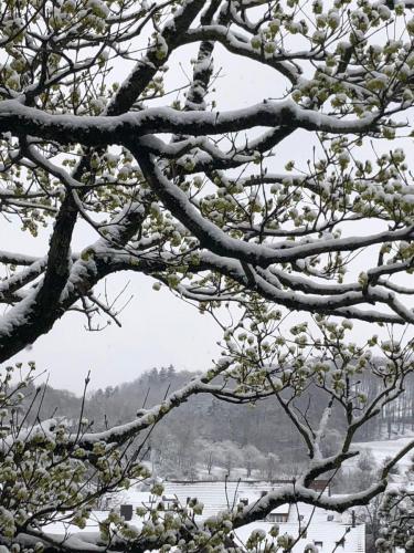 Schneezauber im April